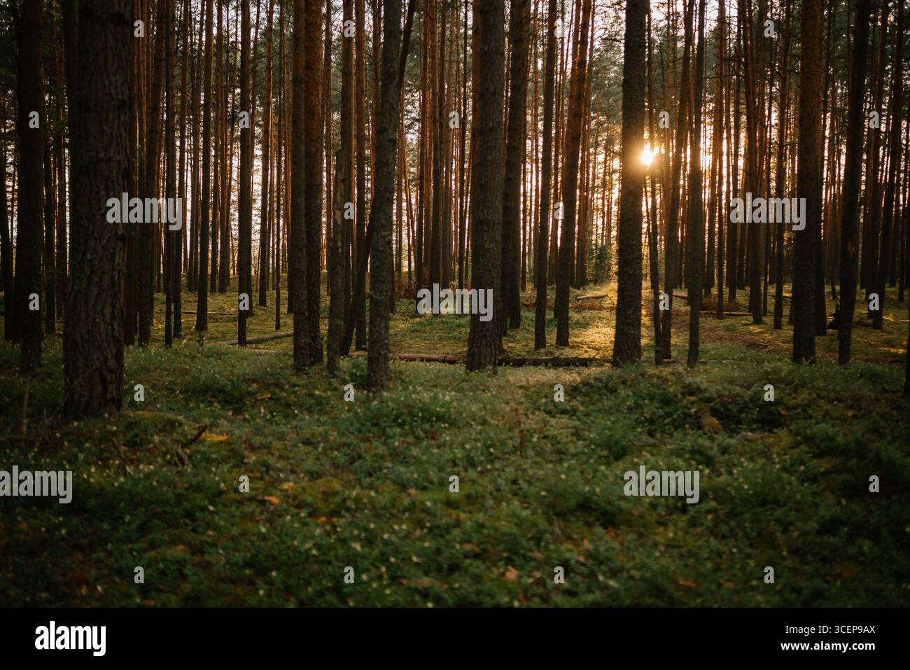 Sunlight Filtering Through Forest Trees at Dawn Stock Photo - Alamy