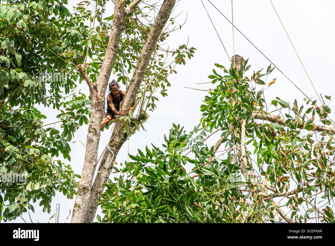 August 14, 2025, Koh Chang, Thailand: A view of a tree cutter on a tall ...