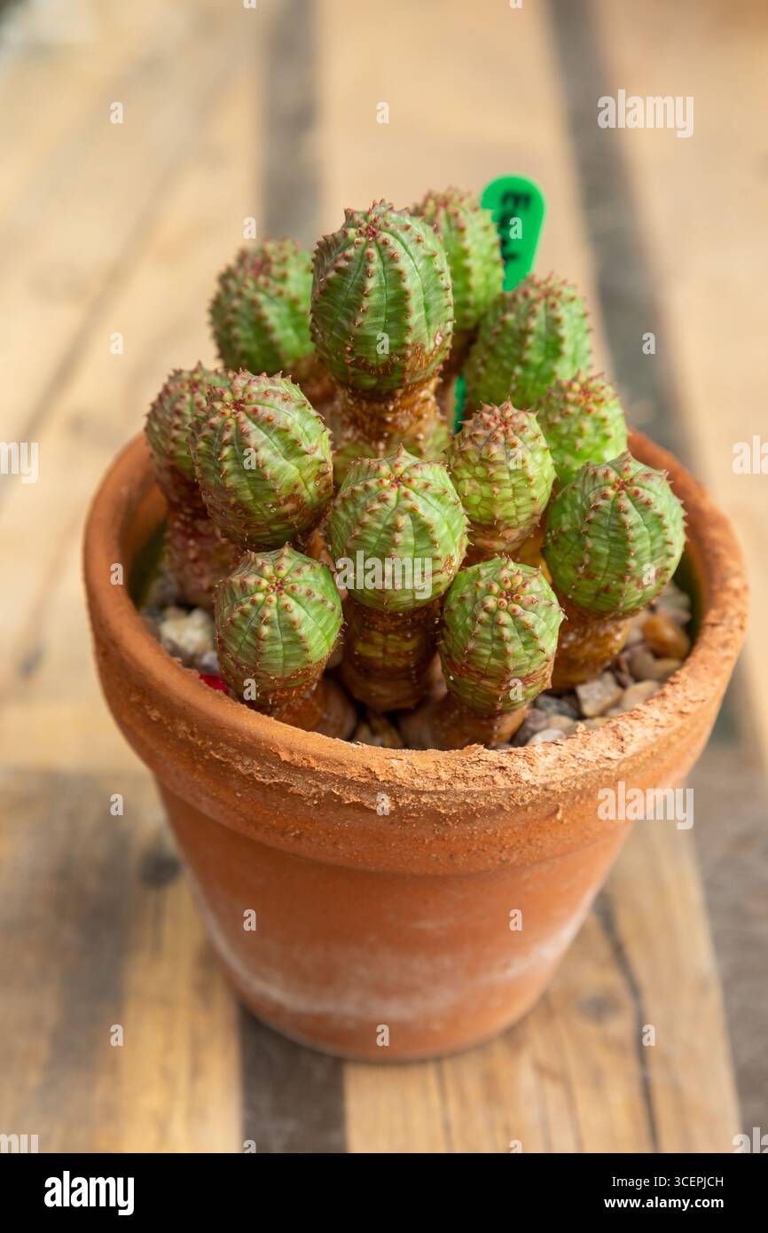 Euphorbia pseudoglobosa is a dwarf, succulent species known for its unique, segmented stems that form a cluster of globes Stock Photo