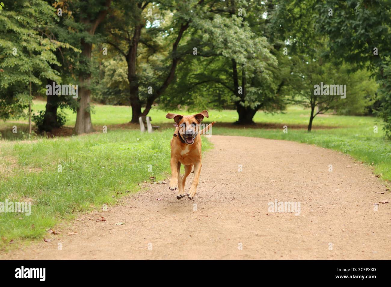 Rhodesian Ridgeback is in the park in the summer. he is running Stock ...