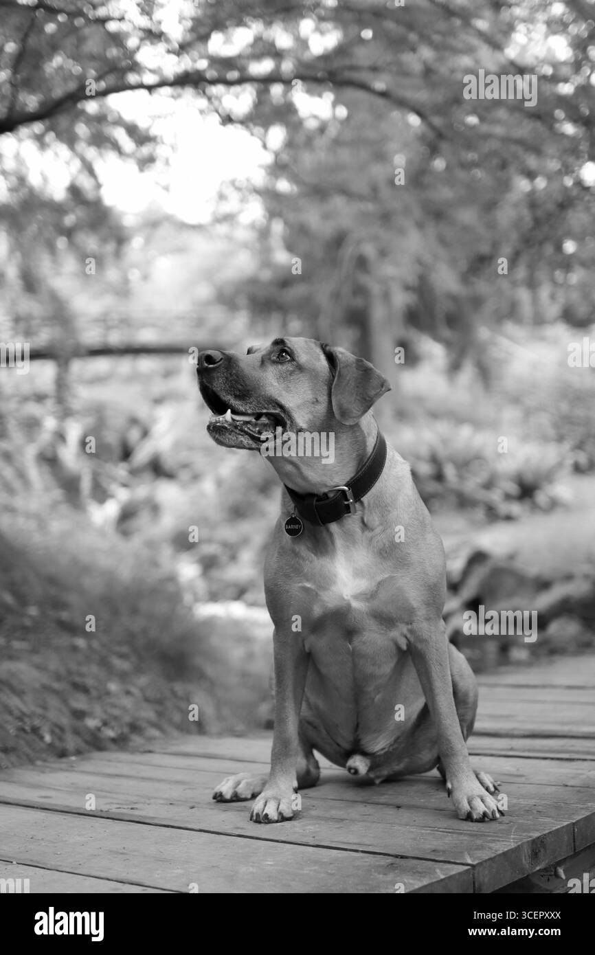 Rhodesian Ridgeback is in the park in the summer. he sit on the bridge ...