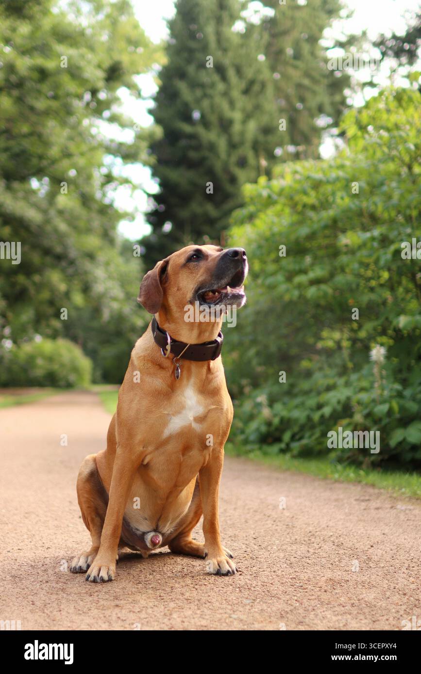 Rhodesian Ridgeback is in the park in the summer. he sit on the way ...