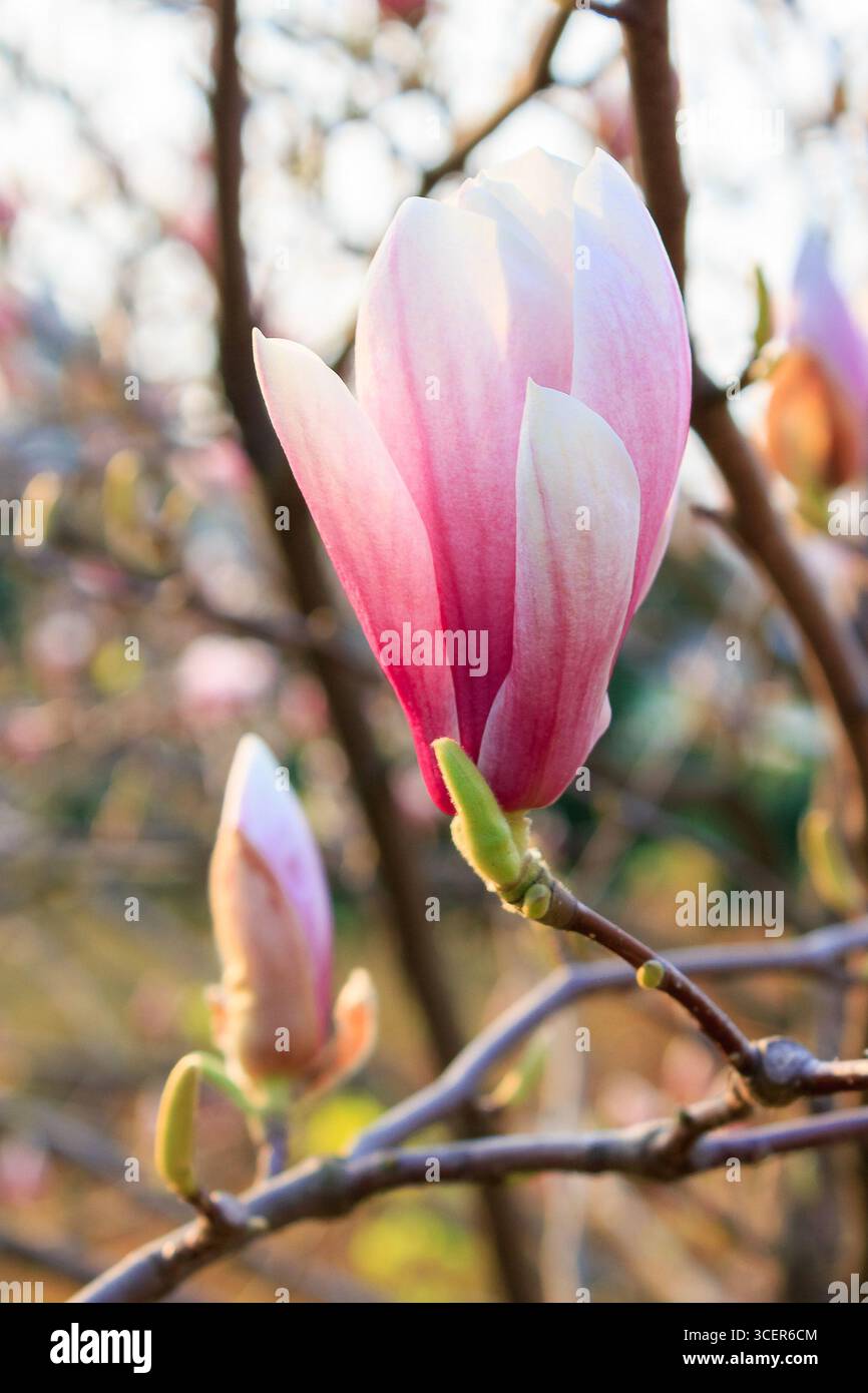 magnolia tree blossom in springtime. tender pink flowers bathing in morning sunlight. warm april weather in transcarpathia Stock Photo