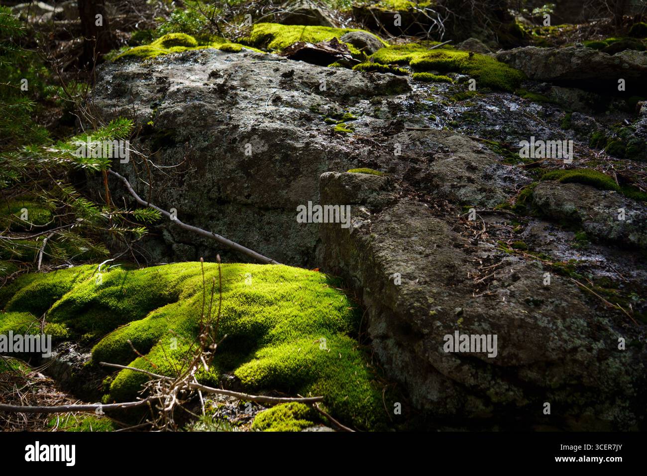 Vibrant Green Moss Growing on a Large Boulder Stock Photo