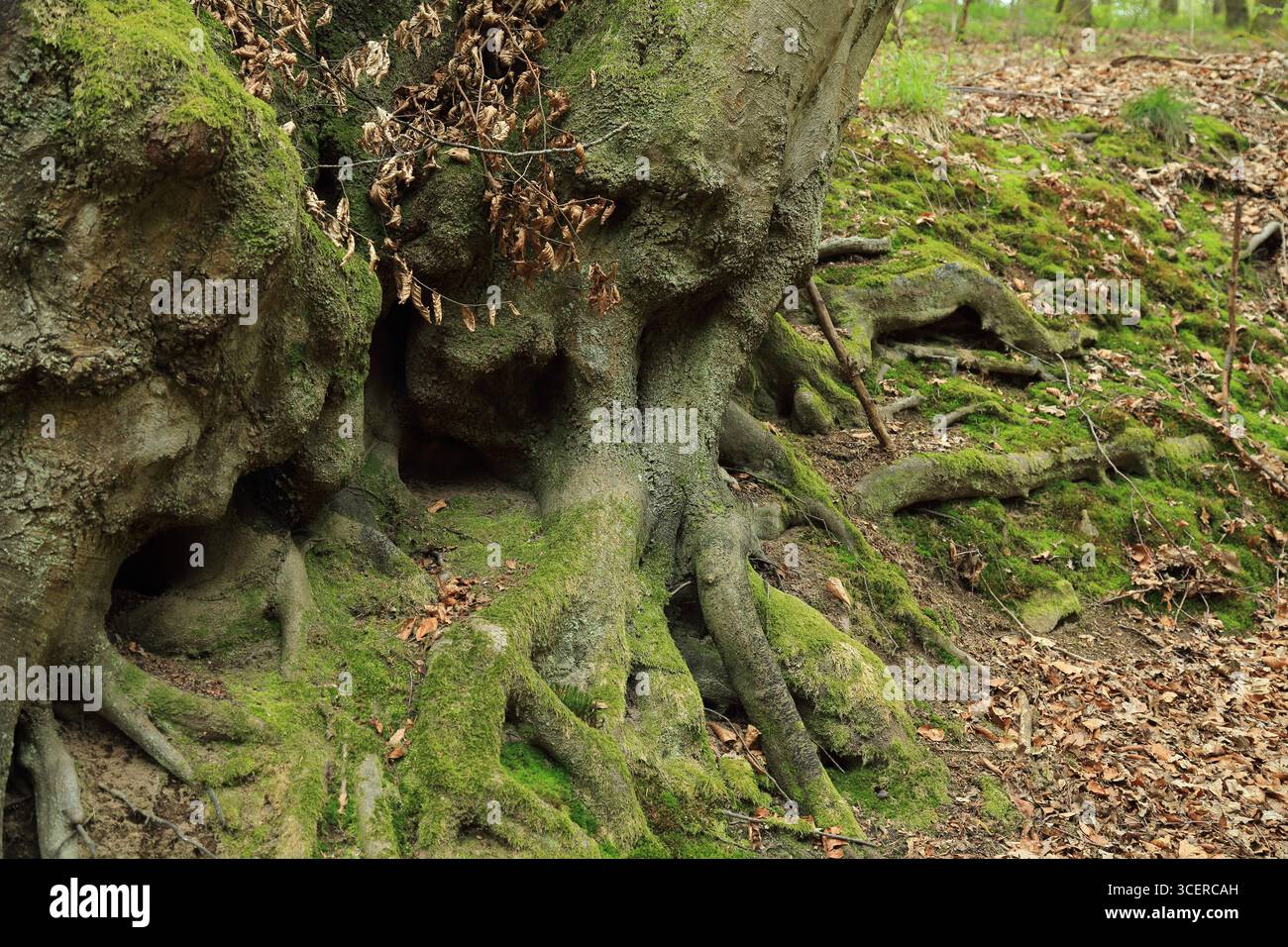 Mountain forest roadside exposed tree roots enhancing slope stability naturally Stock Photo