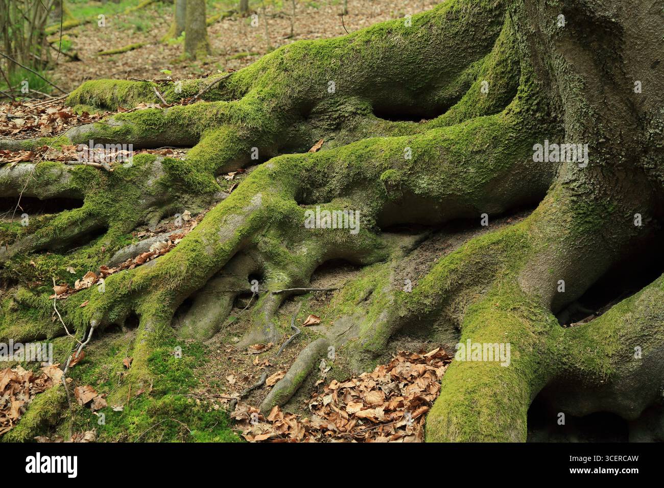Mountain forest roadside exposed tree roots enhancing slope stability naturally Stock Photo