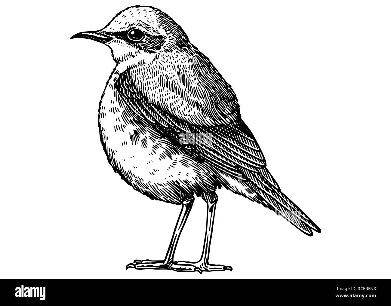Northern Wheatear . Hand drawn illustration. Isolated bird species in detailed engraving style, hatching and line art. Decorative for animal, zoo and Stock Vector
