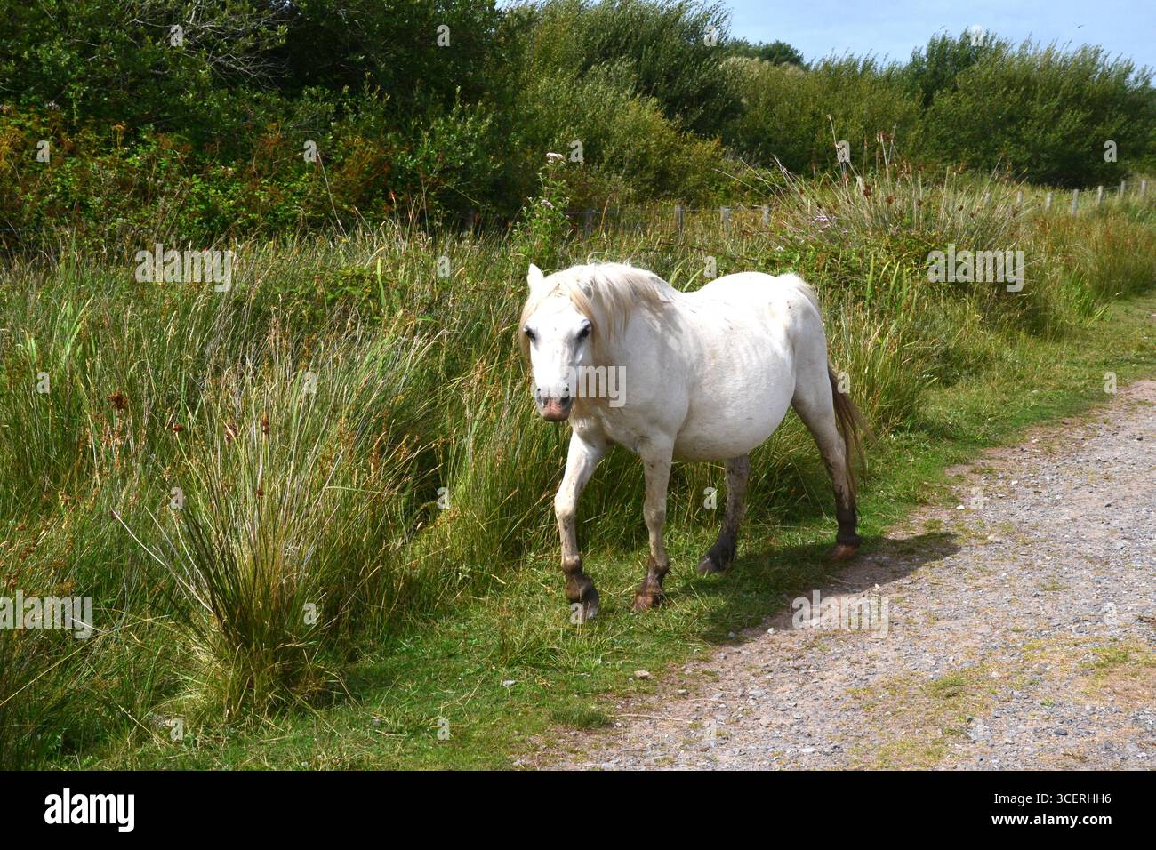 Horse on Landimore Marsh, Llanmadoc, Gower Peninsula, South Wales, UK Stock Photo