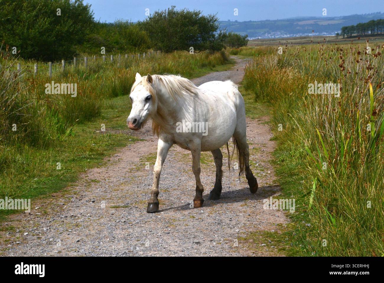 Horse on Landimore Marsh, Llanmadoc, Gower Peninsula, South Wales, UK Stock Photo