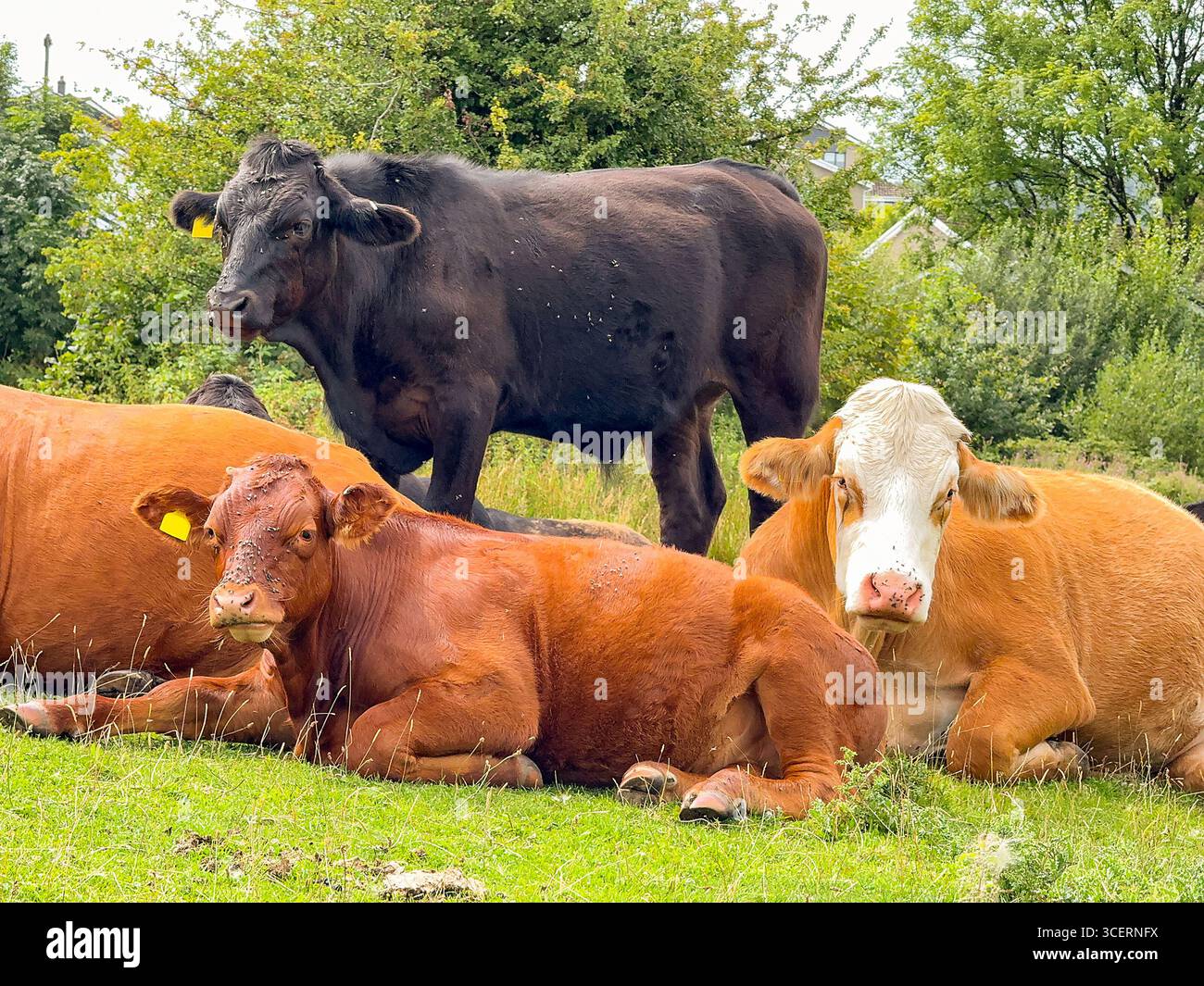 Herd of cattle standing and lying down in a farm field. No people. - Smartphone Captured Stock Image