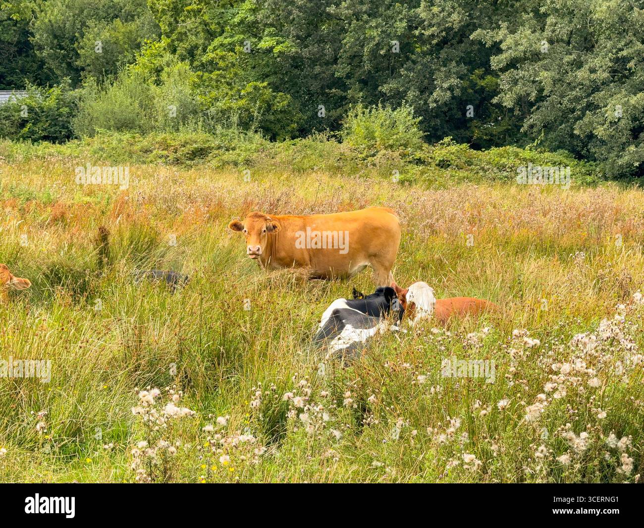 Calves in long grass in a fram field. No people. - Smartphone Captured Stock Image