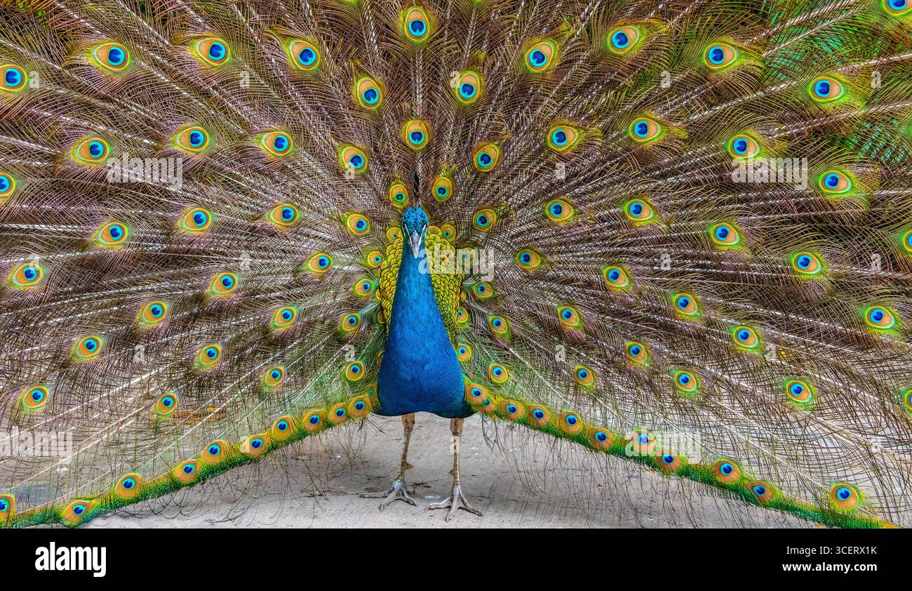 Colorful Peacock in Full Feather Display. Close-Up. Stock Photo
