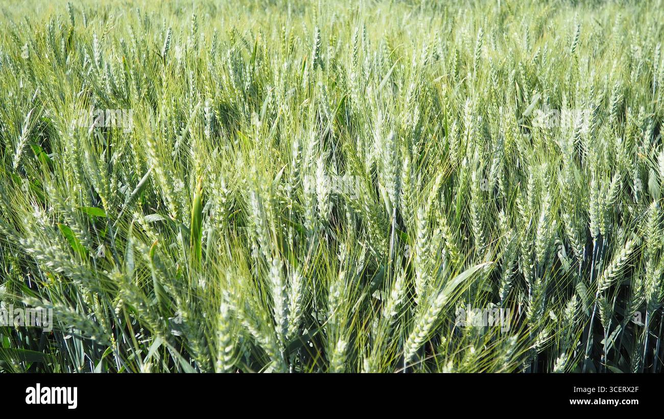 Wall barley grass hordeum murinum hi-res stock photography and images -  Alamy