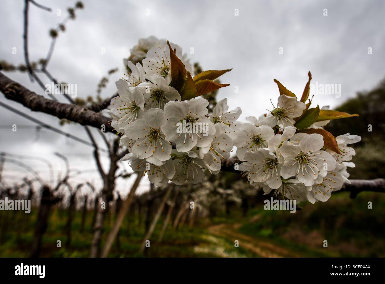 Close-up of blooming Prunus avium (wild cherry) flowers in a spring orchard, with cloudy sky and tree rows in the background. A vivid scene of seasona Stock Photo