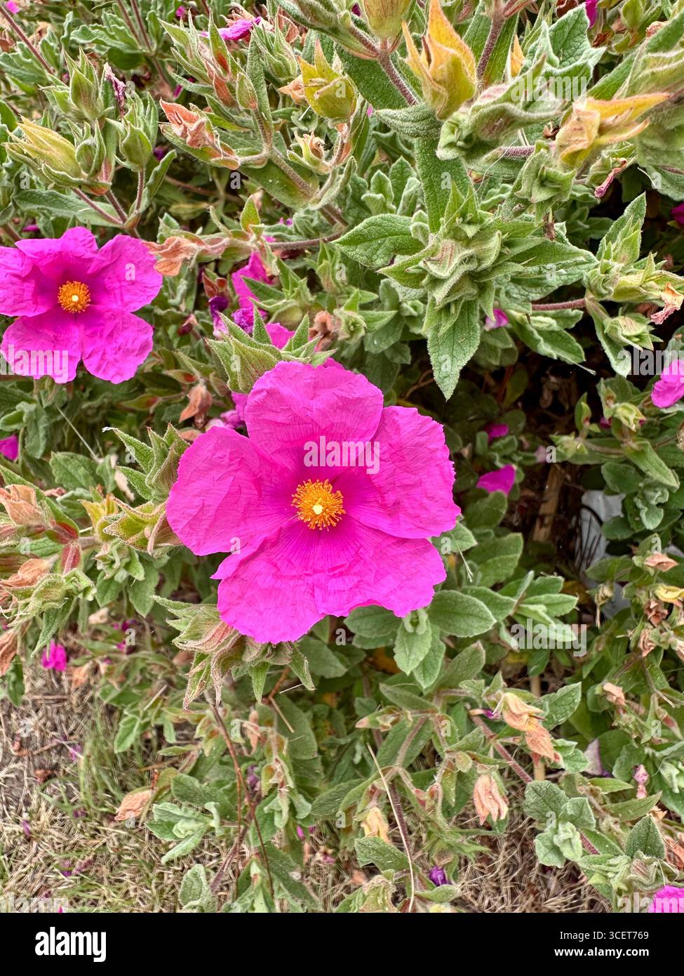 a vibrant pink Rockrose (Cistus × purpureus) flower in full bloom, showing delicate crinkled petals and a bright yellow center. - Smartphone Captured Stock Image