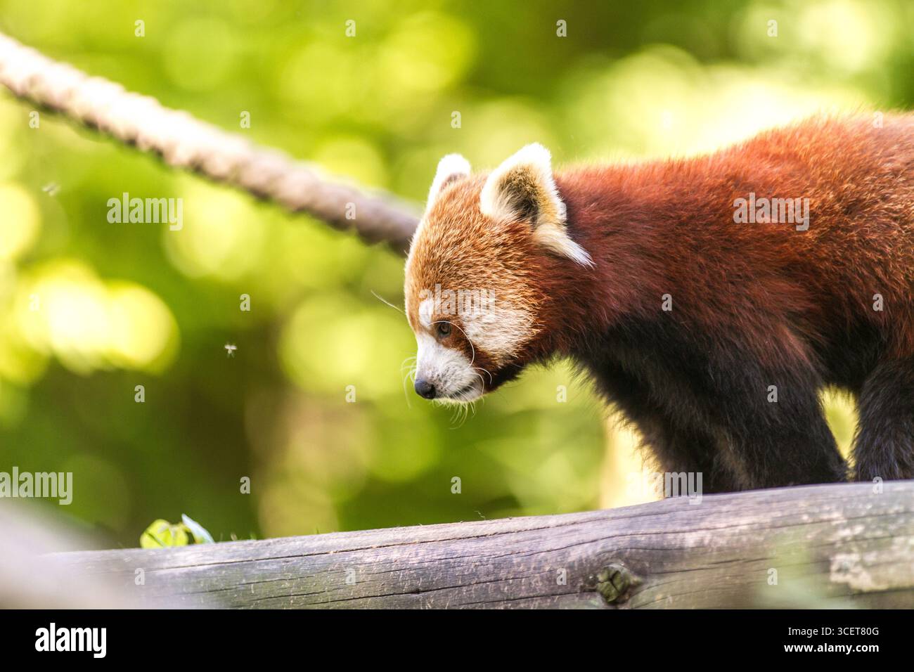 Red Panda. Stock Photo