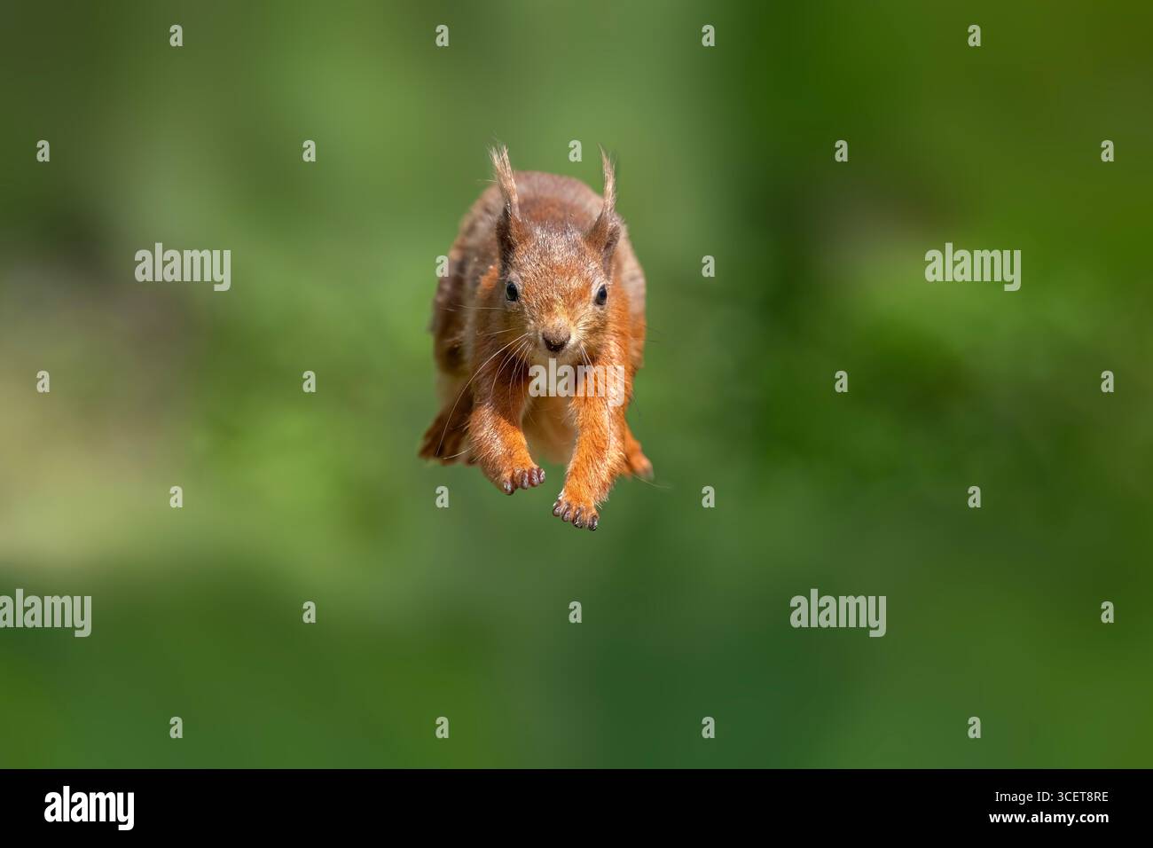 Red squirrel jumping forwards close up with a blurred background Stock Photo