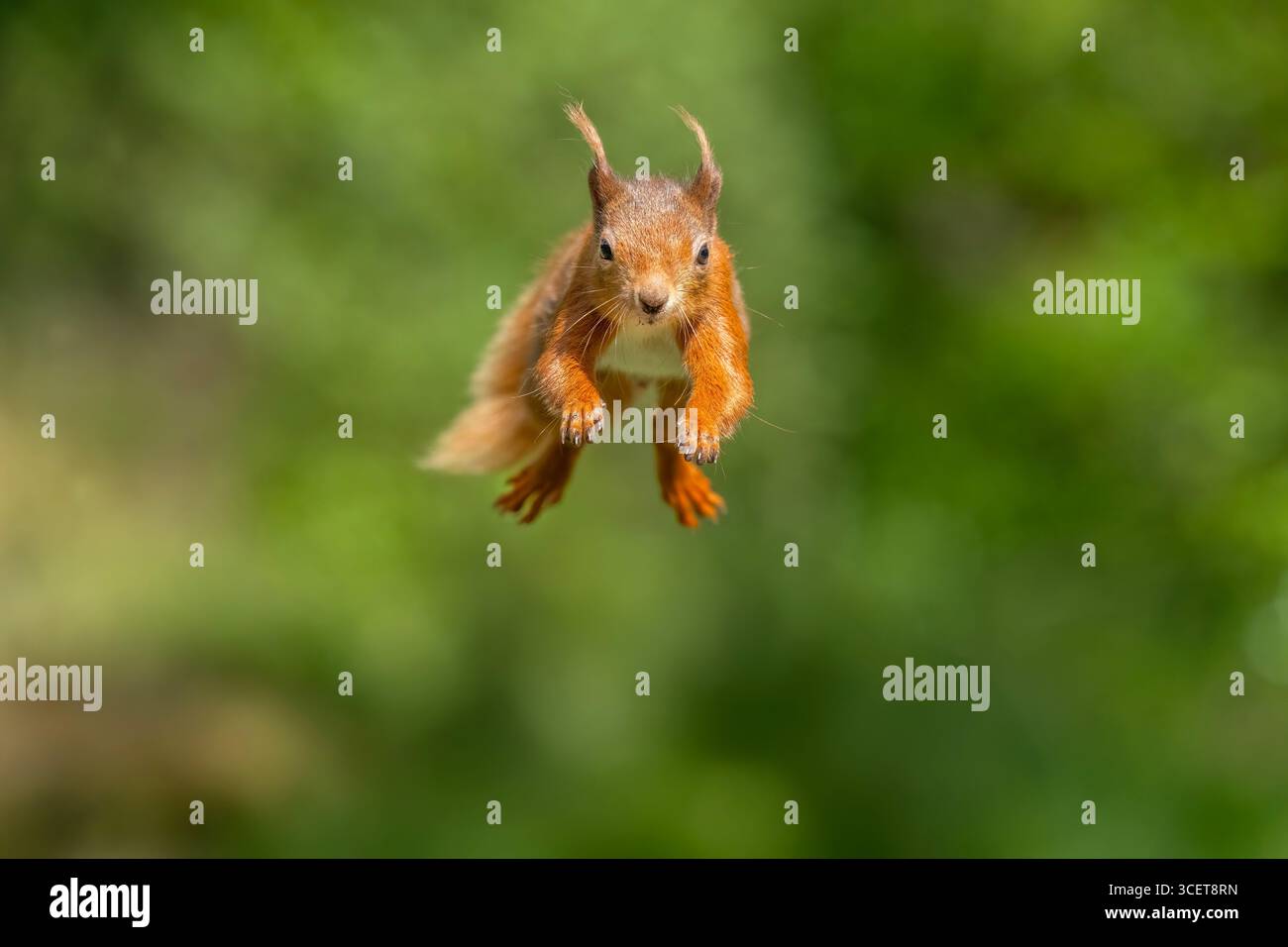 Red squirrel jumping forwards close up with a blurred background Stock Photo