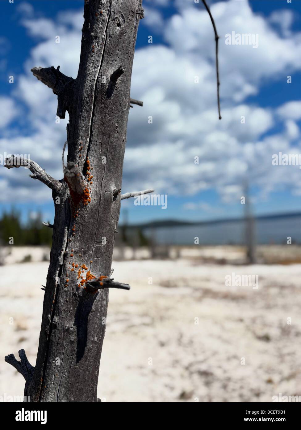 Lonely tree stump in W. Yellowstone basin - Smartphone Captured Stock Image