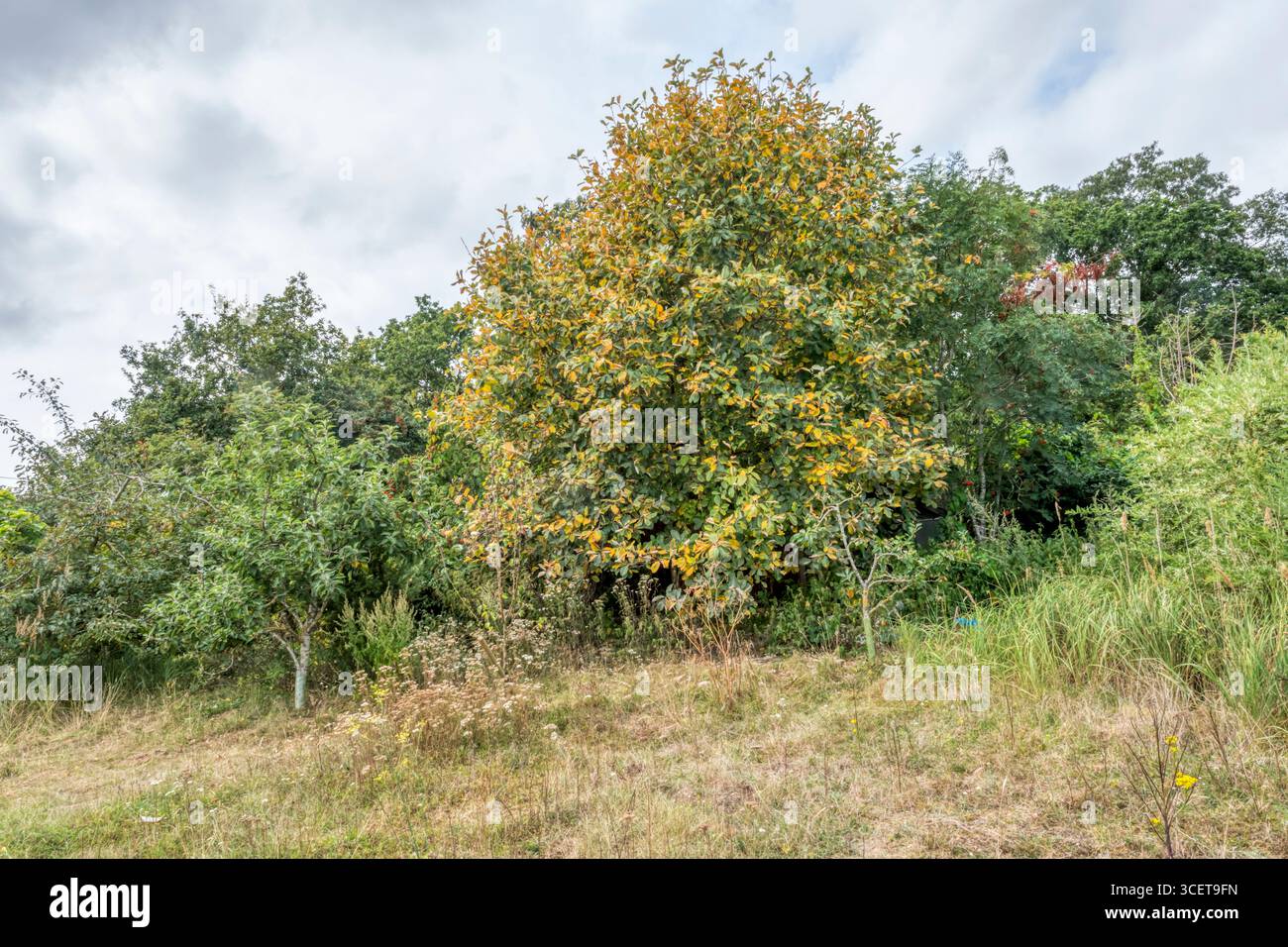 Leaves on a whitebeam tree turning brown in August. A sign of the early autumn caused by a hot, dry spring and summer. Stock Photo