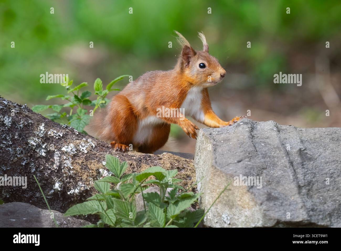 Red squirrel on a tree trunk looking curious Stock Photo