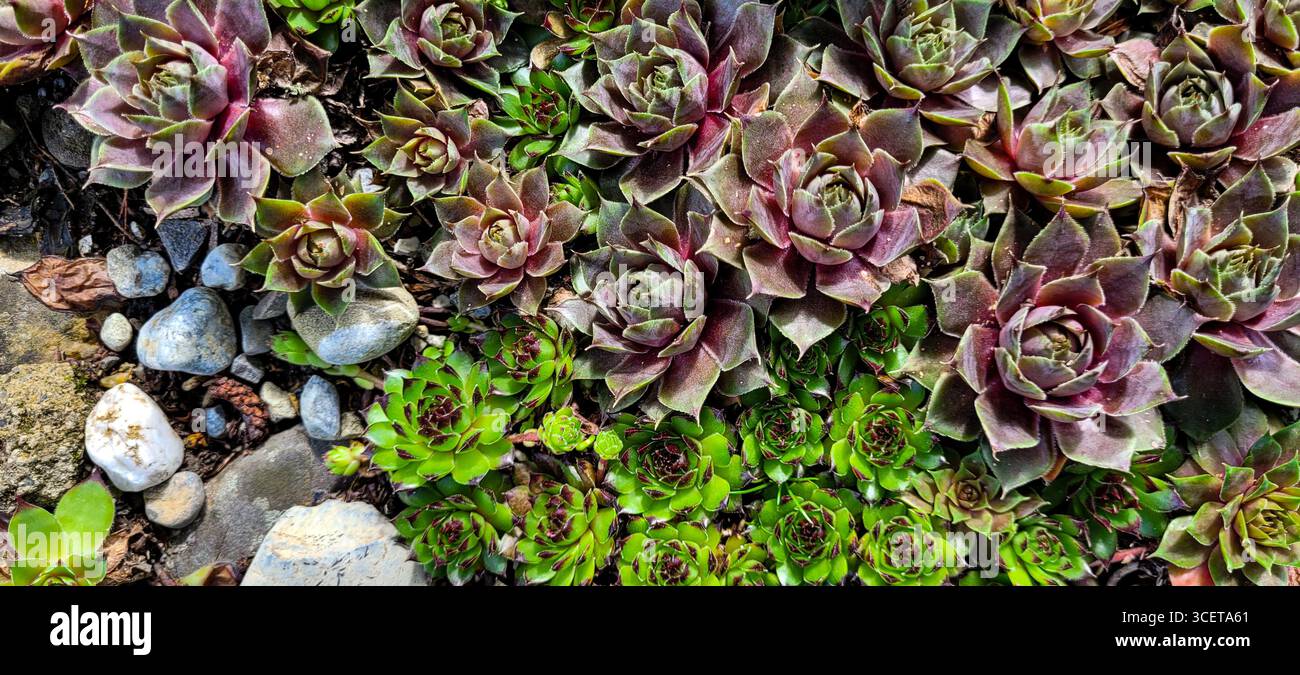Top view of green and red small succulents that grow tightly to each other next to stones Stock Photo
