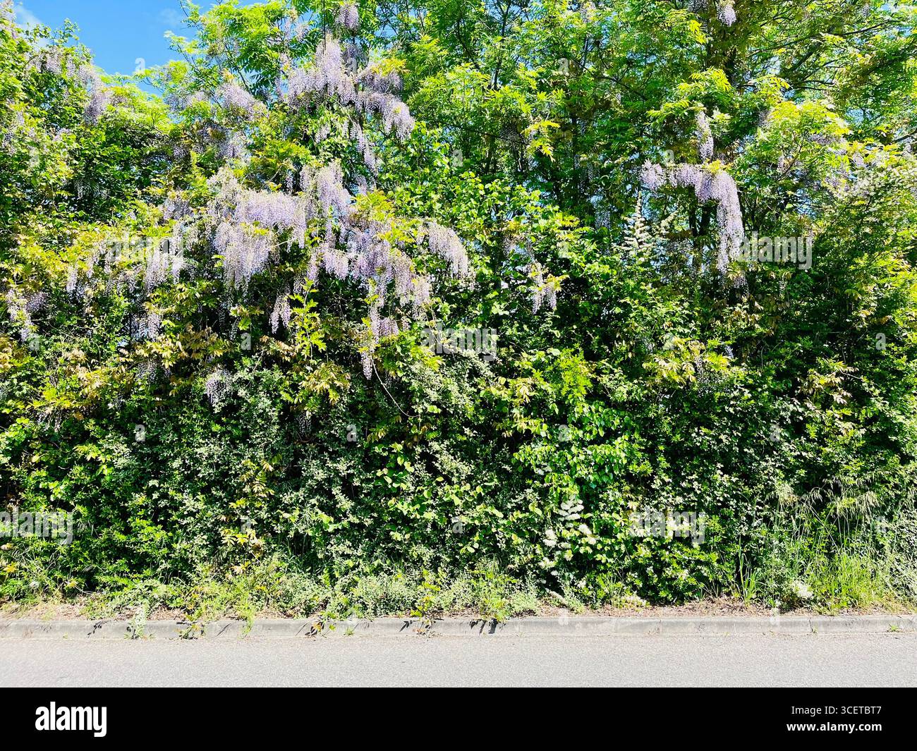 A magnificent green wall - Smartphone Captured Stock Image