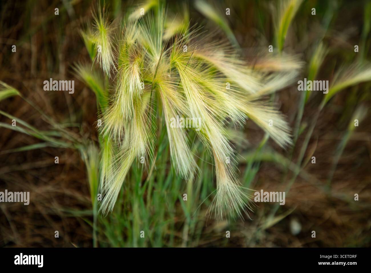 ID00917-00...IDAHO - Marsh grass on the shores of the pond at the Camas Prairie Wildlife Conservation Area. Stock Photo