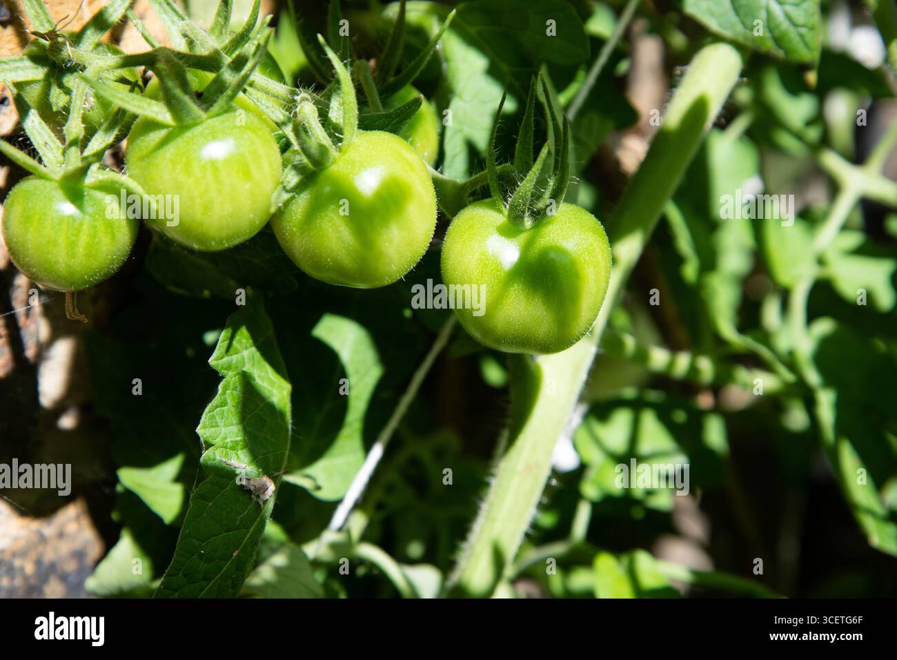 Close-up of green tomatoes growing on the vine in a garden, surrounded ...