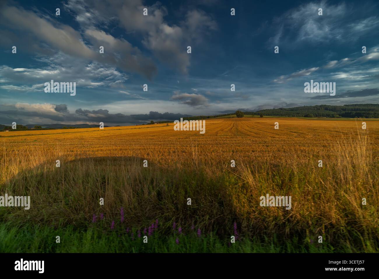 Golden hour view for ripened field grain from road Klatovy to Plzen city Stock Photo
