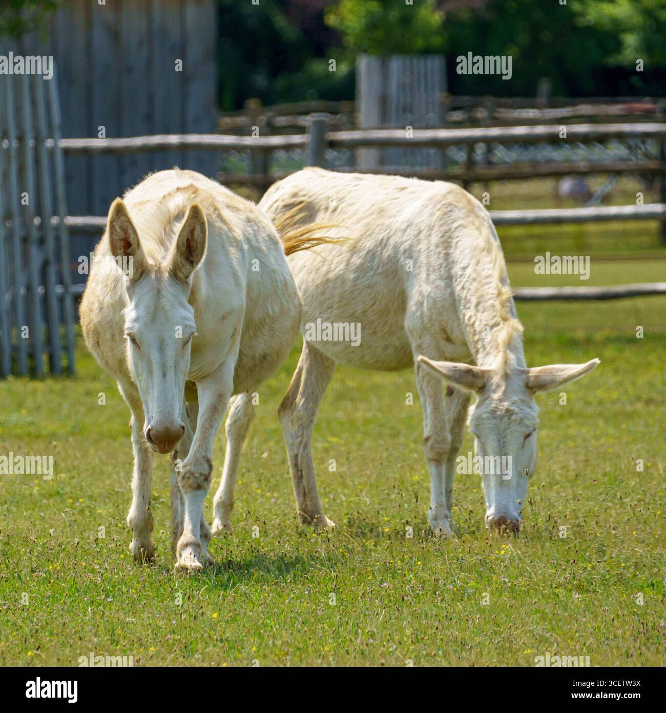 Rarest Donkey Austrian-Hungarian White Baroque Donkeys (Equus asinus), a rare and ...