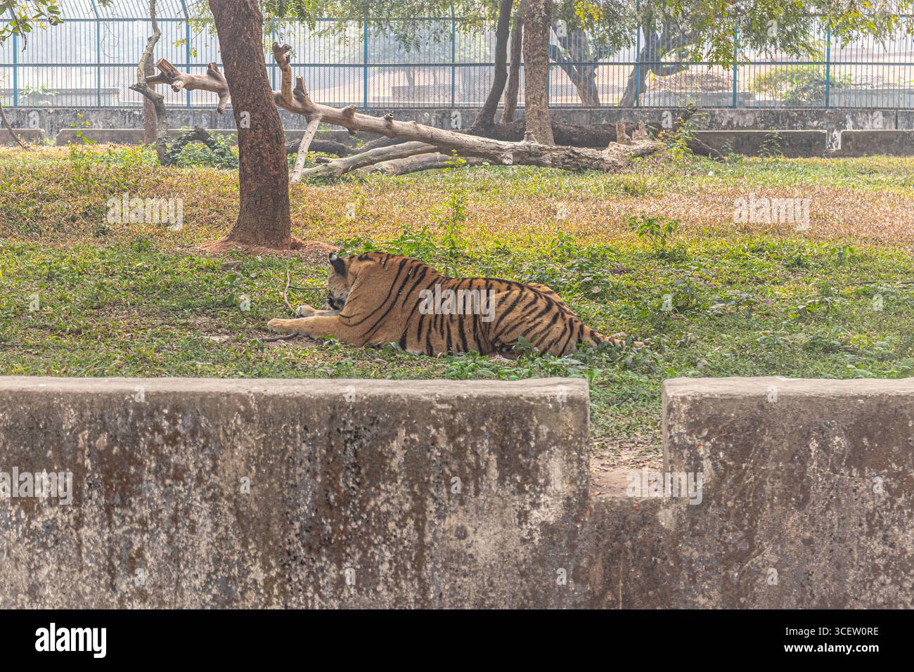 Majestic Bengal tiger resting alone on green grass inside secure enclosure at Mirpur Zoo Stock Photo