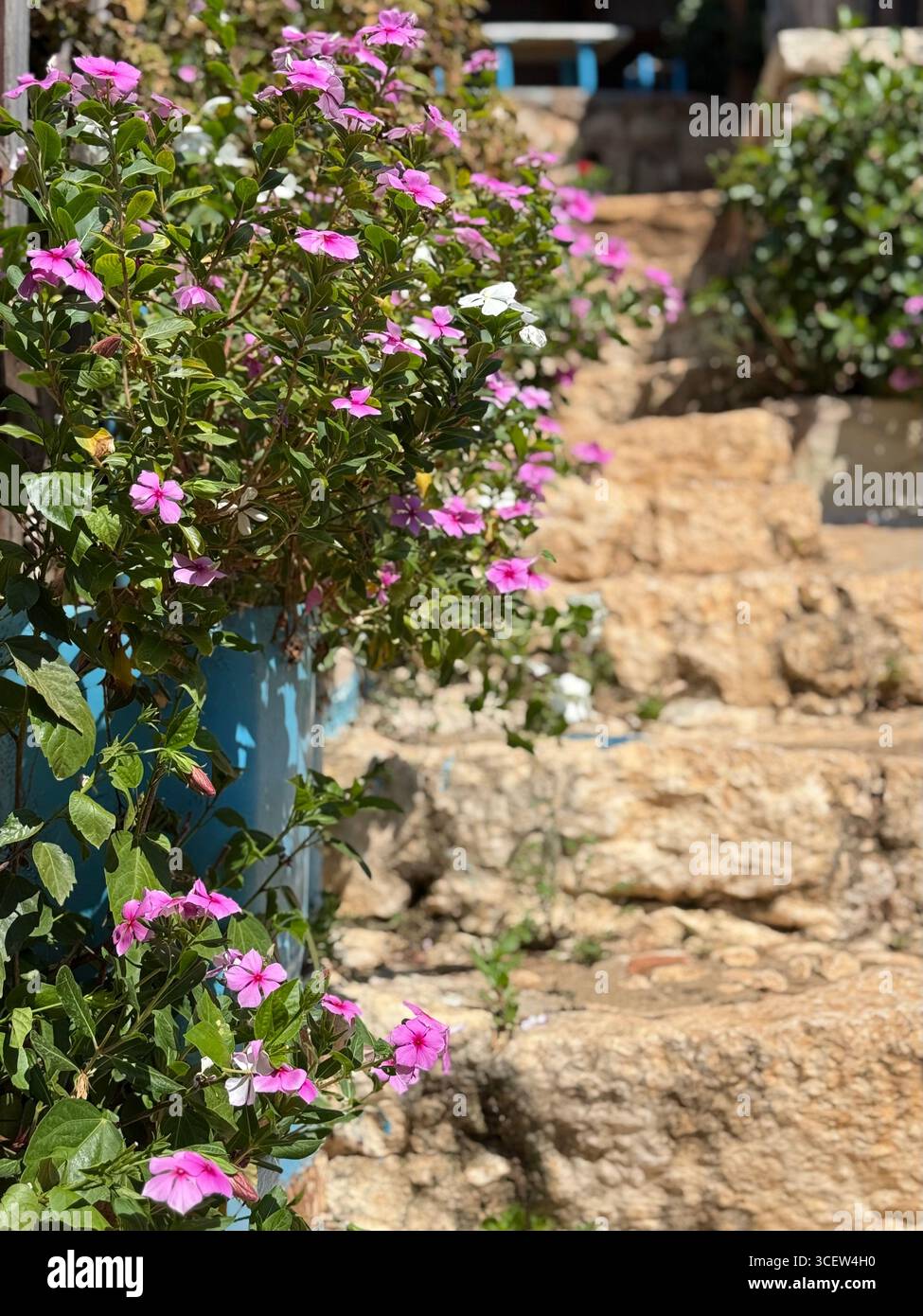 An ancient stone staircase surrounded by blooming flowers. Weathered textures, warm Mediterranean atmosphere, and timeless historic charm - Smartphone Captured Stock Image