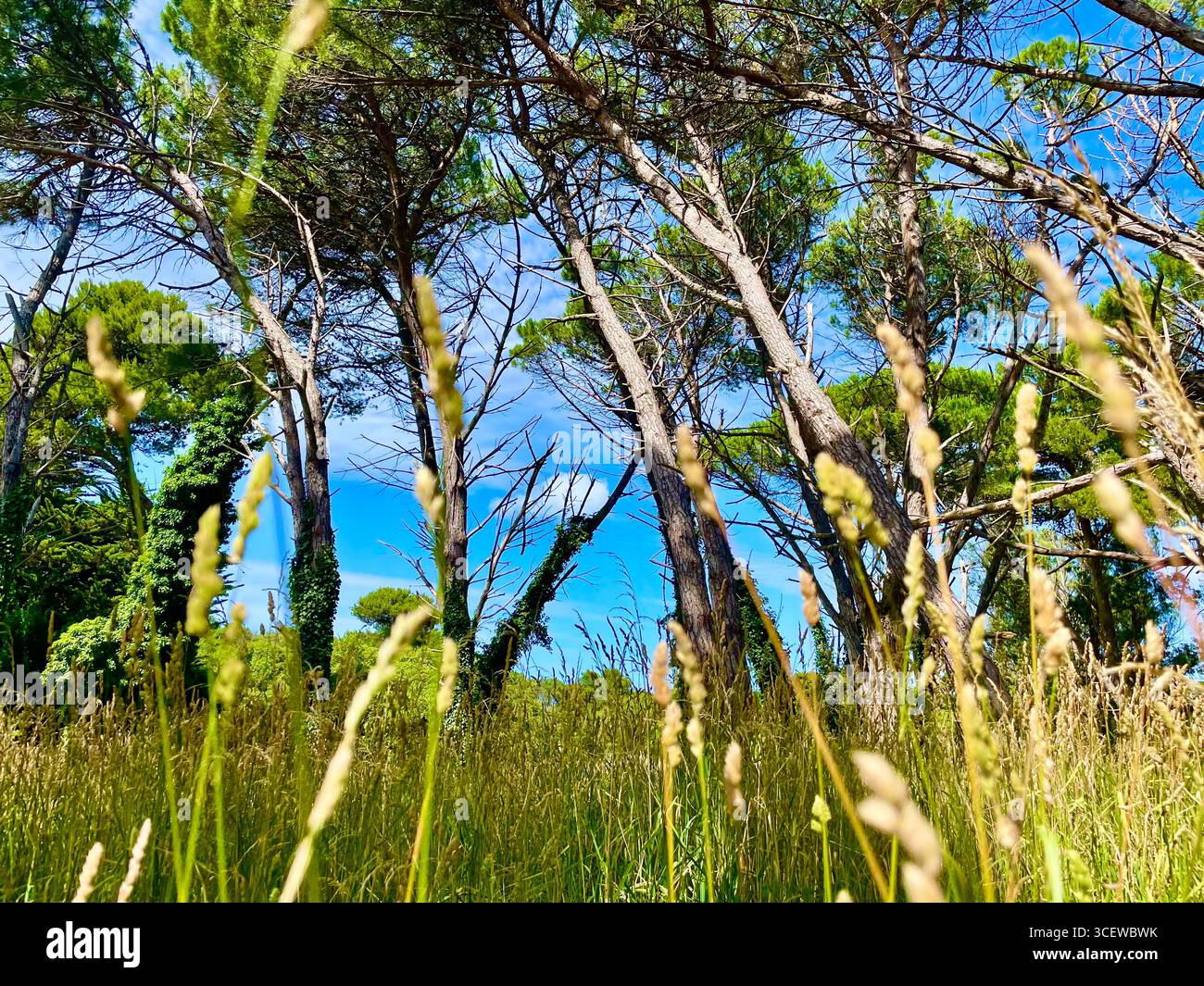 Group of slender pine tree trunks with rough bark leaning in a forest with dappled sunlight. - Smartphone Captured Stock Image