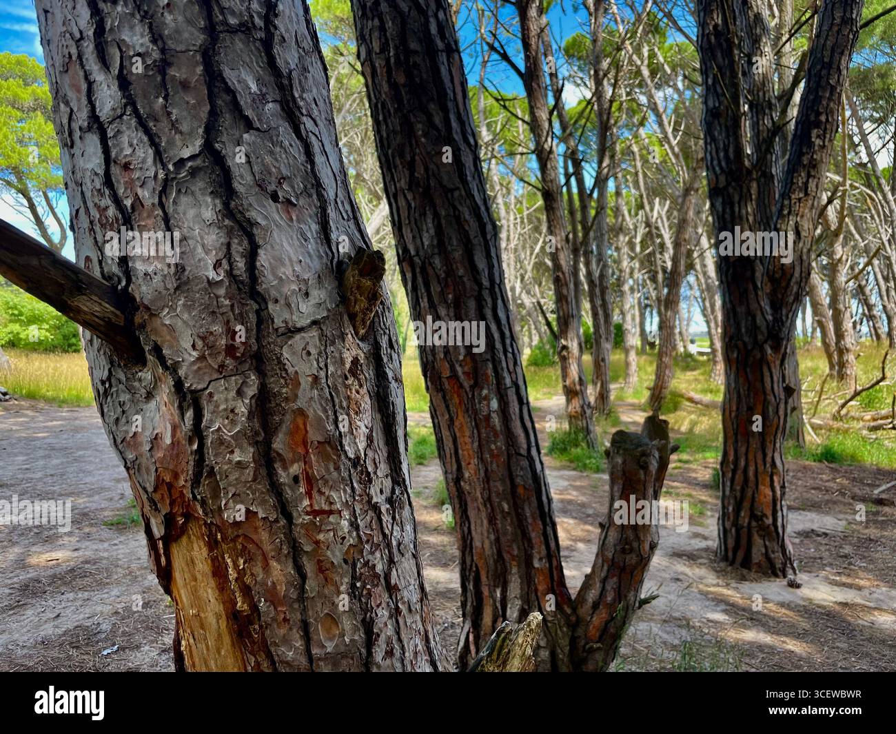 Close-up of leaning pine tree trunks in a forest with textured bark and blurred foliage in the background. - Smartphone Captured Stock Image