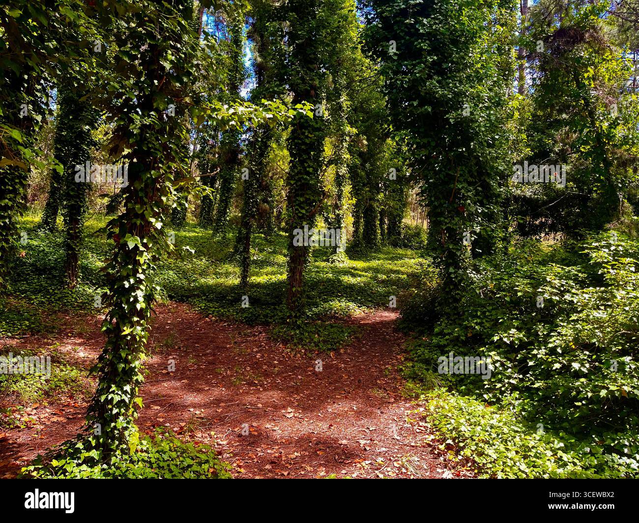 Sunlight streaming through tall slender trees in a tranquil forest clearing. - Smartphone Captured Stock Image