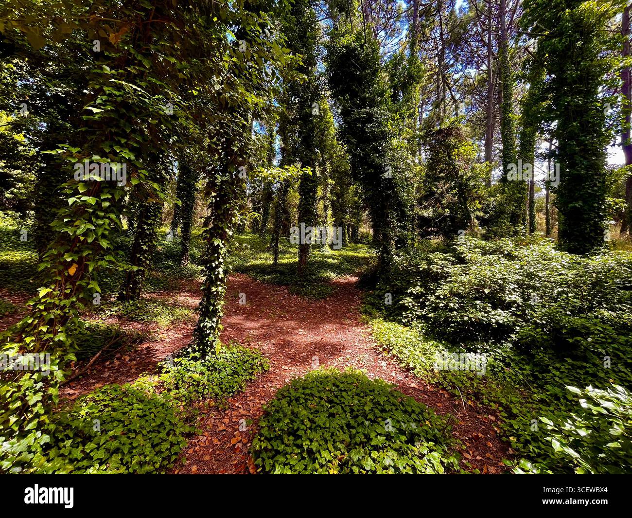 Sunlight streaming through tall slender trees in a tranquil forest clearing. - Smartphone Captured Stock Image