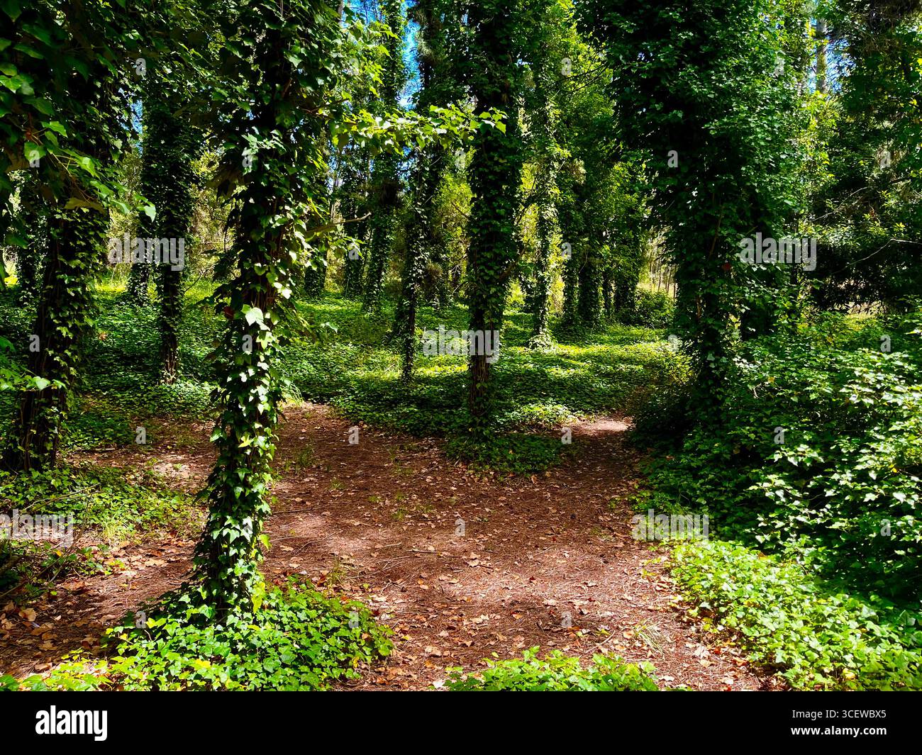 Forest trail with tall trees and shadows on a sunny day. - Smartphone Captured Stock Image