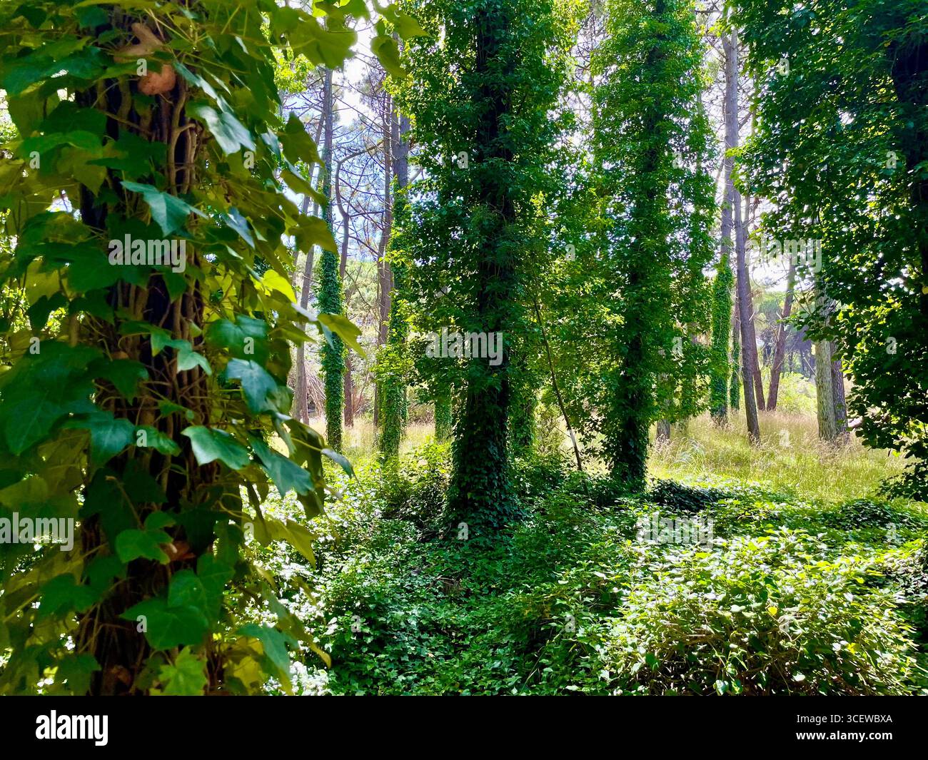 Sunlight filtering through tall trees along a forest path with lush green foliage, tranquil nature scene. - Smartphone Captured Stock Image