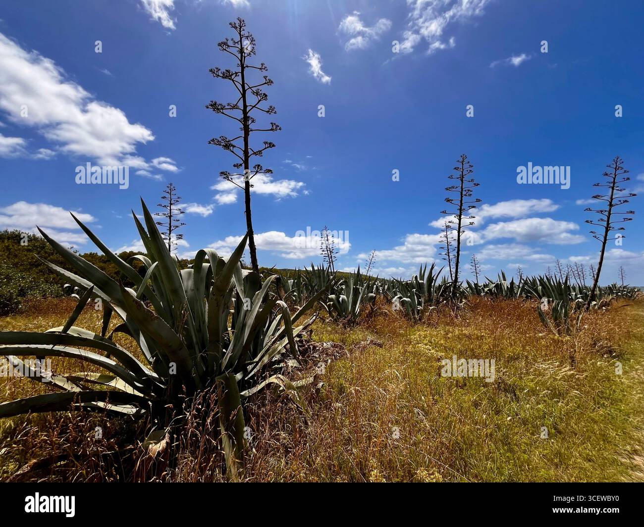 Wild agave plant with tall flower stalk growing in arid landscape under blue sky - Smartphone Captured Stock Image