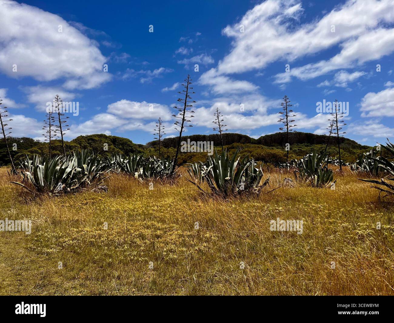 Dirt road lined with tall cacti in an arid landscape under a clear blue sky. - Smartphone Captured Stock Image