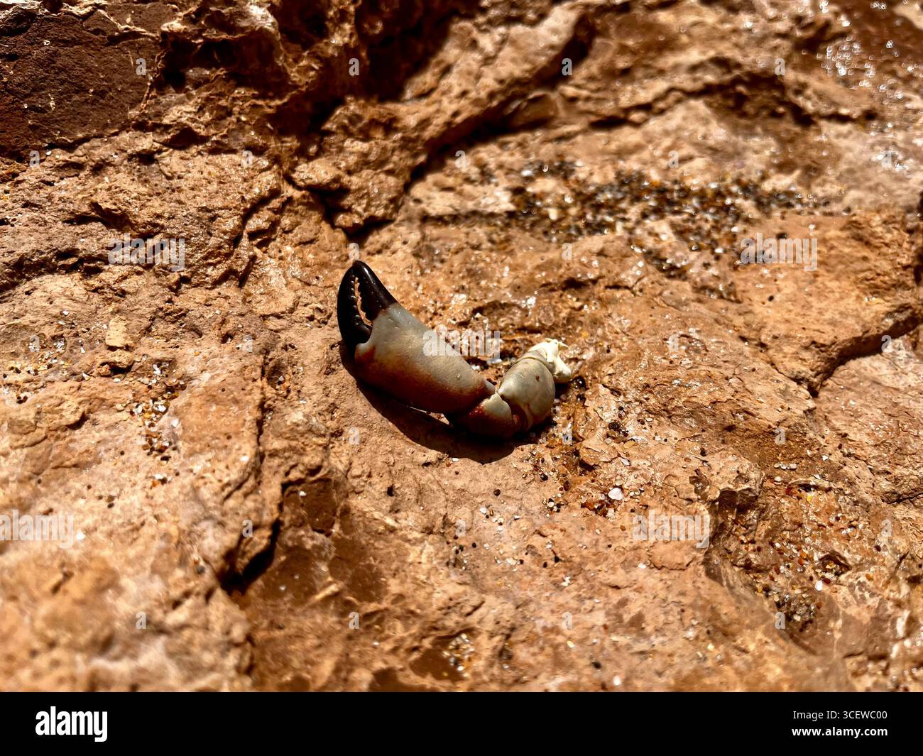 Person sliding down a sandy hillside in a desert landscape. - Smartphone Captured Stock Image