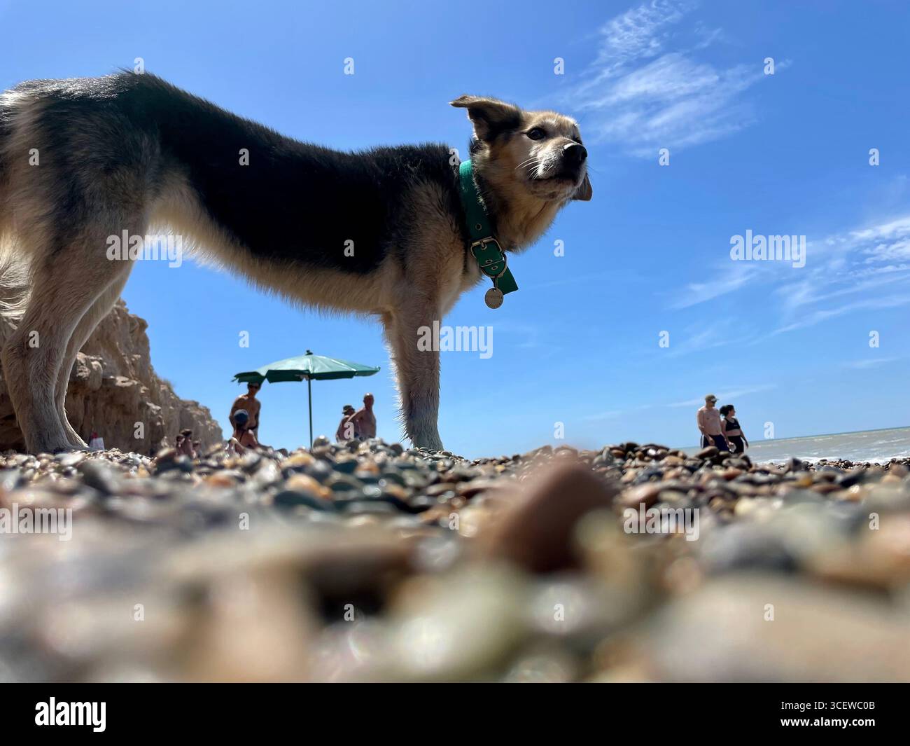 Grey dog playing on a sandy beach with a clear blue sky - Smartphone Captured Stock Image