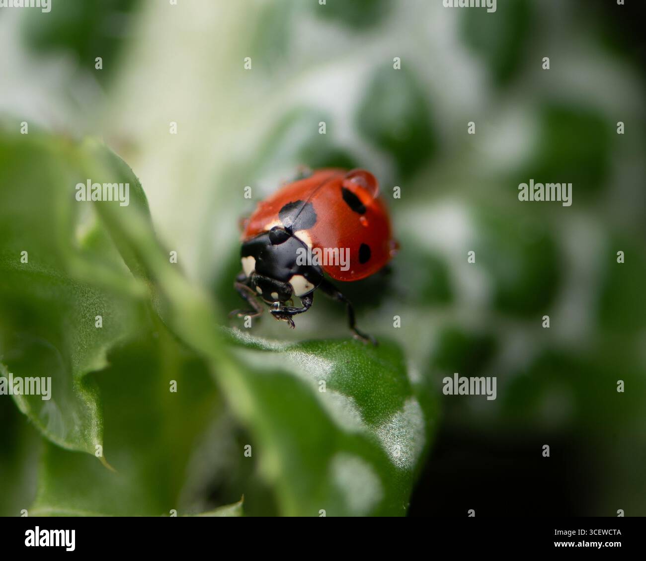 Ladybug drinking dew on a leaf Stock Photo
