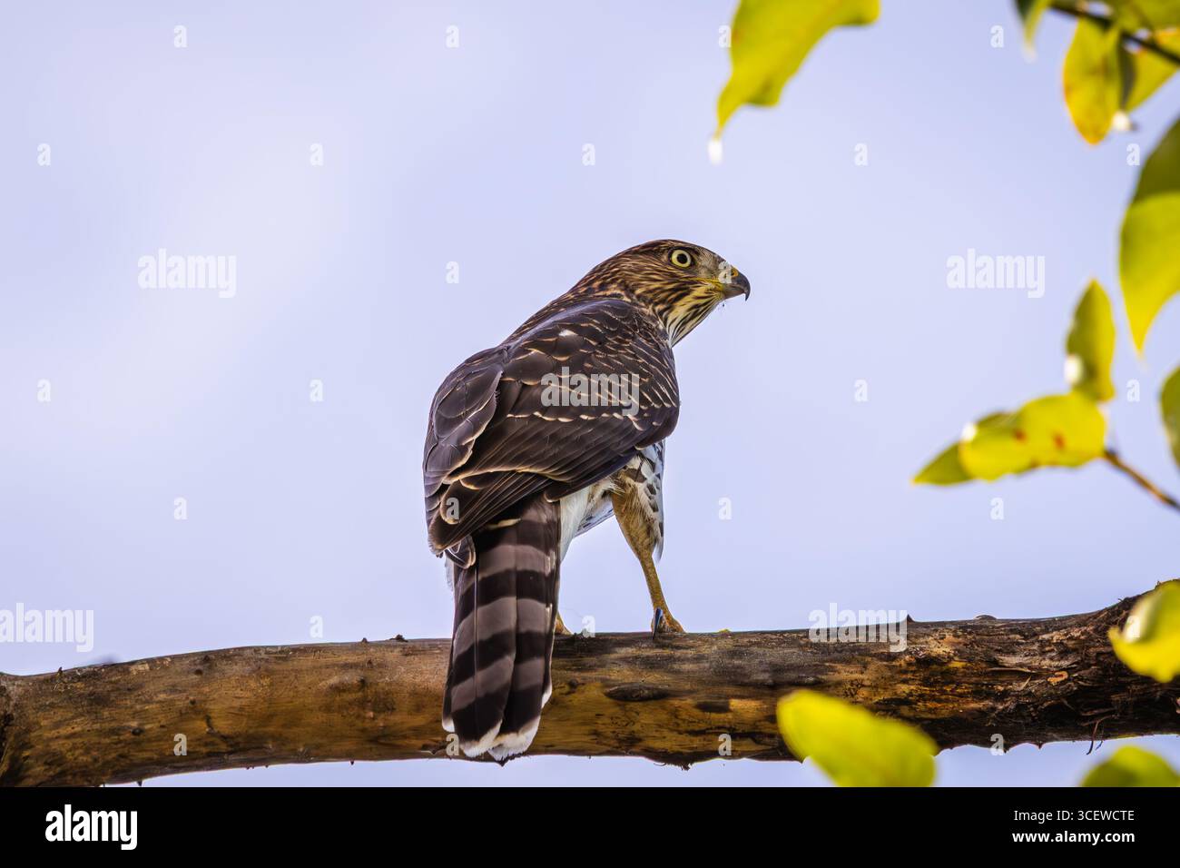 Sharp shinned hawk lookalike hi-res stock photography and images - Alamy
