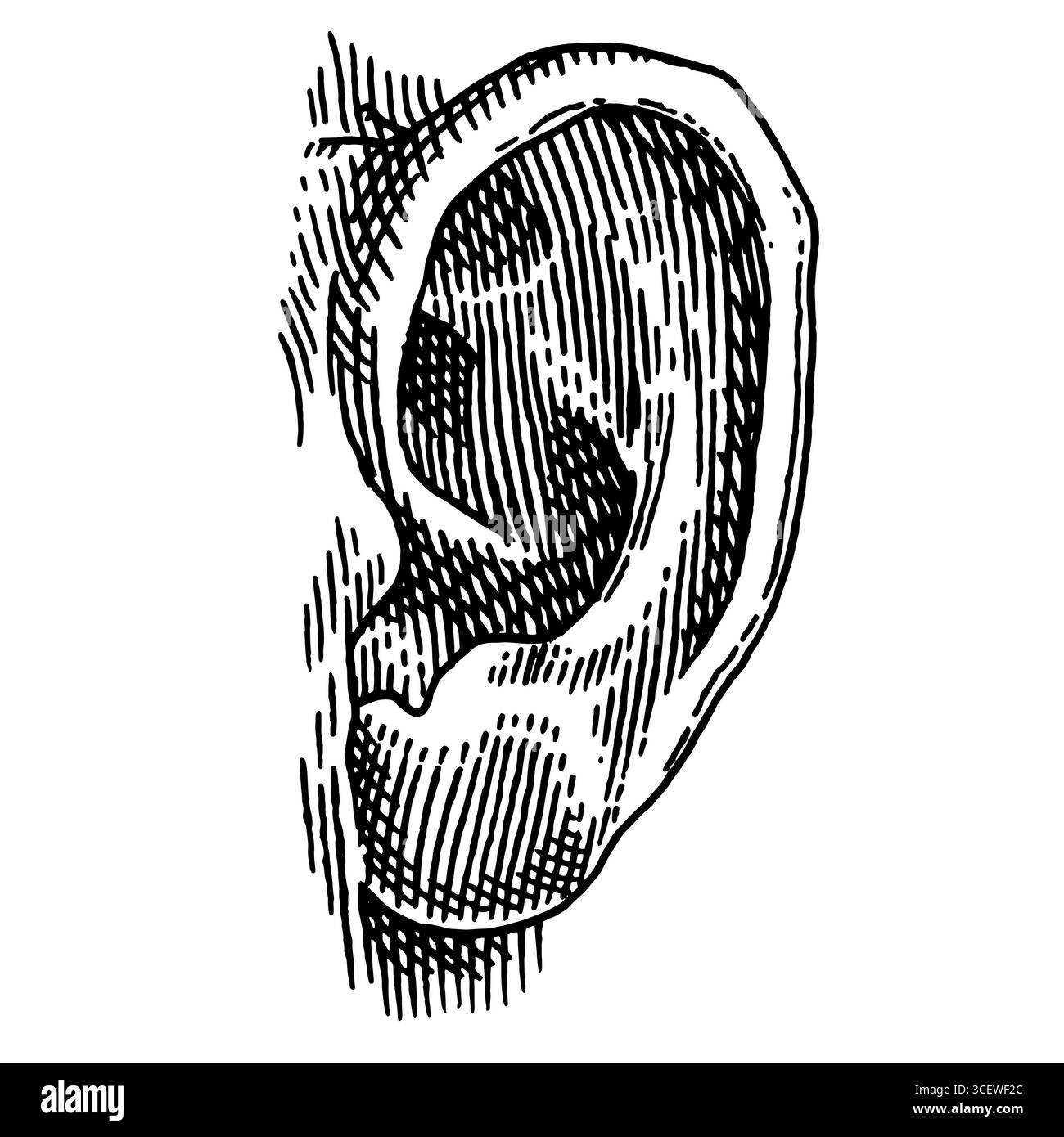 Ear drawing. Hand drawn illustration of a human hearing organ for ...