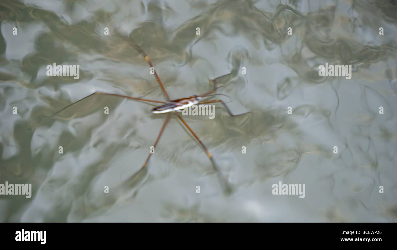 Water Strider Insect Model Gerridae (water striders, water scooters, water bugs, pond skaters) on ...