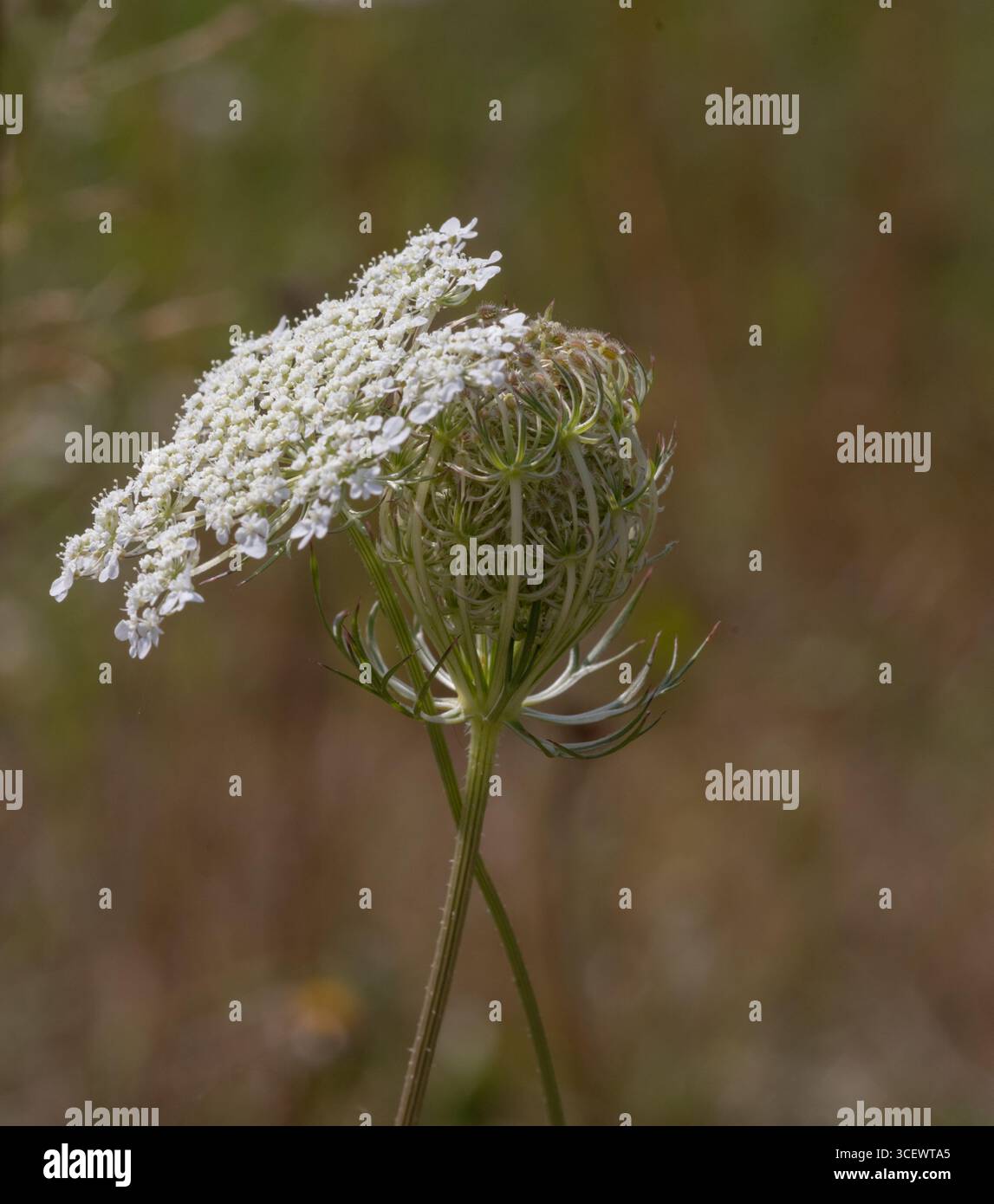 The different stages of life hi-res stock photography and images - Alamy
