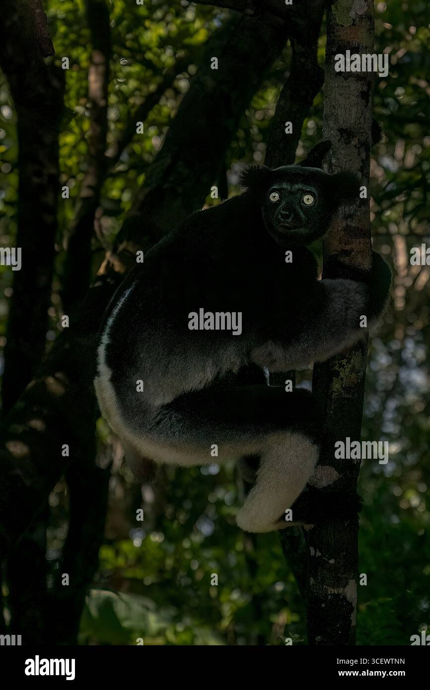 Another unique species hi-res stock photography and images - Alamy