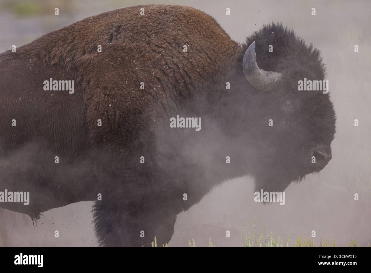American Bison bull during August rut in Yellowstone National Park ...